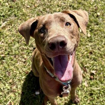 Aspen -  Mixed Breed Dog for Adoption in Savannah, Georgia - Aspen | PetCurious