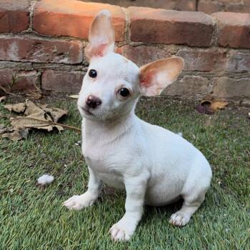 GABE -  Chihuahua Dog for Adoption in Richmond, California - GABE | PetCurious
