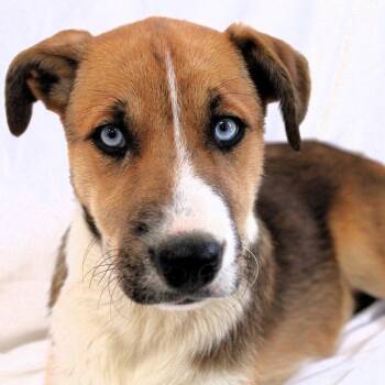 Husky Dogs Available for Adoption in Michigan City, Indiana - Twila | PetCurious