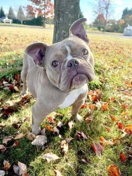 American Bulldog Dogs Available for Adoption - Passion Fruit | PetCurious