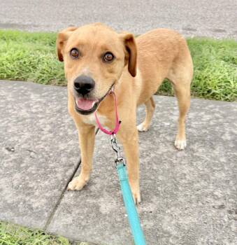 Labrador Retriever and Yellow Labrador Retriever Dogs Available for Adoption in Austin, Texas - Dallas | PetCurious