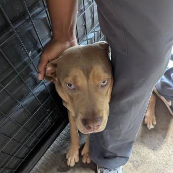 Briar -  Pit Bull Terrier and Siberian Husky Dog Available for Adoption in East St. Louis, Illinois - Briar | PetCurious