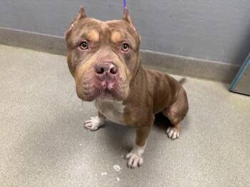 Pit Bull Terrier Dogs Available for Adoption in Las Vegas, Nevada - THOR | PetCurious