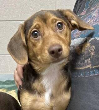 Chihuahua Dogs Available for Adoption in Aurora, Illinois - Marie | PetCurious