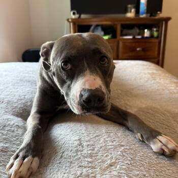 Sasa -  Mixed Breed Dog for Adoption in Tampa, Florida - Sasa | PetCurious