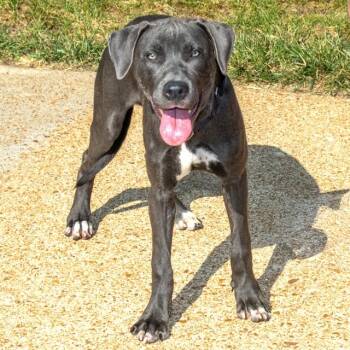 JOY -  Pit Bull Terrier and Mixed Breed Dog for Adoption in St. Louis, Missouri - JOY | PetCurious