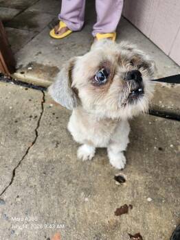 CUBA -  Shih Tzu Dog for Adoption in San Antonio, Texas - CUBA | PetCurious