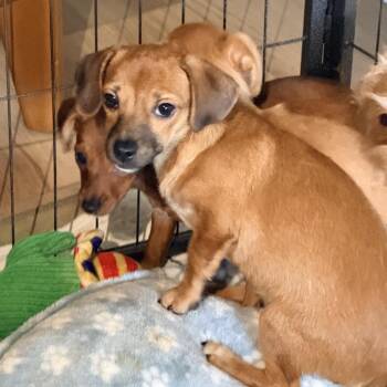 Joaquin -  Chihuahua and Mixed Breed Dog for Adoption in Sacramento, California - Joaquin | PetCurious