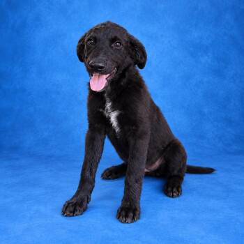 Timmy -  Border Collie Dog for Adoption in Heber Springs, Arkansas - Timmy | PetCurious