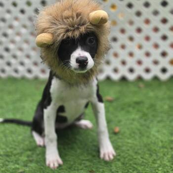 Jilly Bean -  Pit Bull Terrier and Mixed Breed Dog for Adoption in Blairstown, New Jersey - Jilly Bean | PetCurious