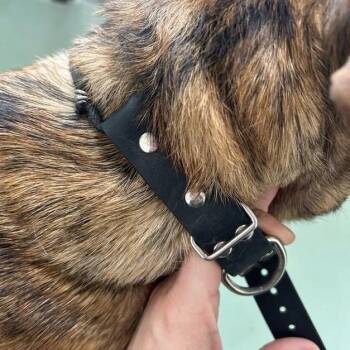 Terrier Dogs Available for Adoption in Lyndhurst, Virginia - SVAS-Stray-38673 | PetCurious