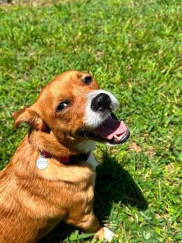 Pup Cup -  Terrier Dog for Adoption in Candler, North Carolina - Pup Cup | PetCurious