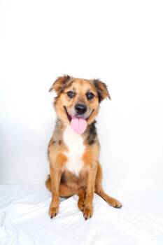 Genoa -  Australian Cattle Dog Blue Heeler and Pit Bull Terrier Dog for Adoption in Bixby, Oklahoma - Genoa | PetCurious