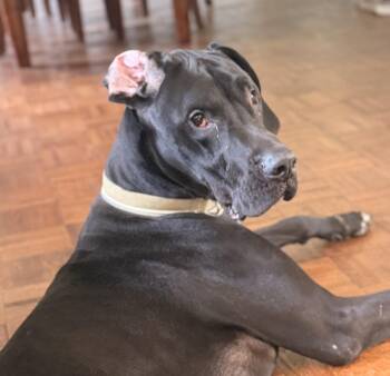 Bane -  Great Dane Dog for Adoption in Wilmington, Illinois - Bane | PetCurious