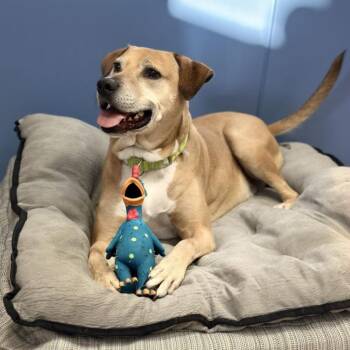 Rescue Mixed Breed Dogs for Adoption in Houston, Texas - Julio | PetCurious