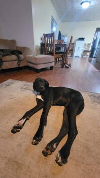 Rescue Great Dane Dogs for Adoption in New London, Wisconsin - Moose | PetCurious