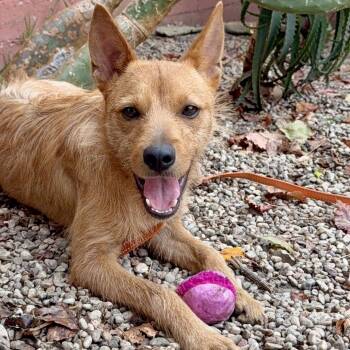 Foxy -  Border Terrier Dog for Adoption in Los Gatos, California - Foxy | PetCurious