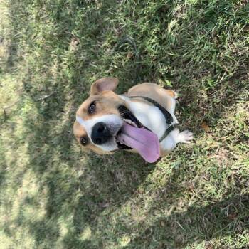 Hound Dogs Available for Adoption - Curlie | PetCurious