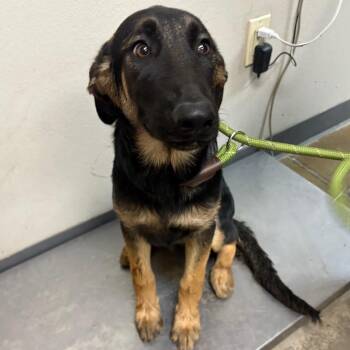 Link -  German Shepherd Dog Dog for Adoption in Yuma, Arizona - Link | PetCurious