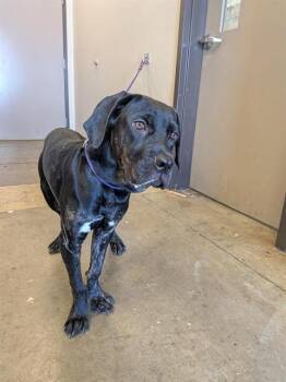 FLORENCIA -  Labrador Retriever Dog for Adoption in Ontario, California - FLORENCIA | PetCurious