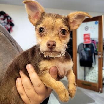 Chestnut -  Chihuahua and Mixed Breed Dog for Adoption in Belfair, Washington - Chestnut | PetCurious