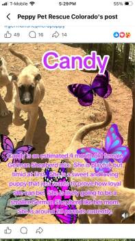German Shepherd Dog Dogs Available for Adoption - Candy | PetCurious
