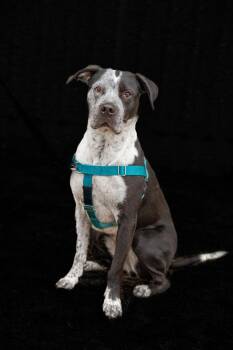 Pit Bull Terrier and Pointer Dogs Available for Adoption in Minneapolis, Minnesota - Cosma | PetCurious