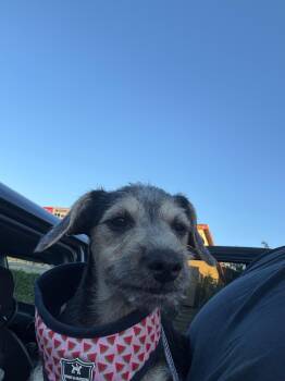 Annie -  Miniature Schnauzer and Jack Russell Terrier Dog for Adoption in San Rafael, California - Annie | PetCurious