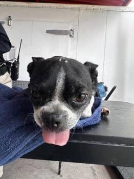 61673265 -  Boston Terrier and Mixed Breed Dog for Adoption in El Paso, Texas - 61673265 | PetCurious