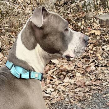 Pit Bull Terrier Dogs Available for Adoption in Harrisonburg, Virginia - Gus | PetCurious
