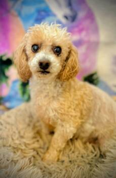 Peewee Russell Dec 25 -  Poodle Dog for Adoption in Pacolet, South Carolina - Peewee Russell Dec 25 | PetCurious