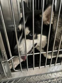 Mixed Breed Dogs Available for Adoption in Dallas, Texas - KIA | PetCurious