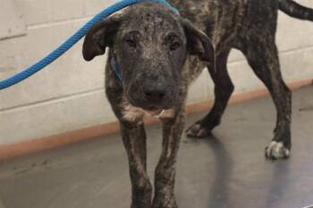 JOSEFINA -  Mixed Breed Dog for Adoption in Columbia, South Carolina - JOSEFINA | PetCurious