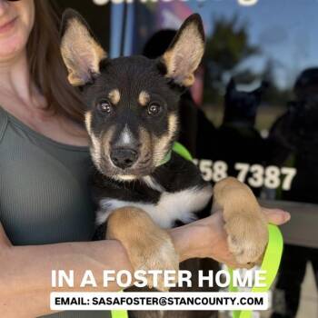 Husky and Mixed Breed Dogs Available for Adoption in Modesto, California - BENNETT | PetCurious