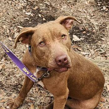 Rescue Pit Bull Terrier Dogs for Adoption in Austin, Texas - Nixie JuM | PetCurious
