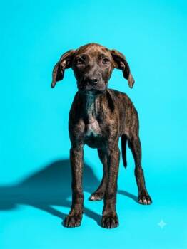 LOUIE -  Mixed Breed Dog for Adoption in Jacksonville, Florida - LOUIE | PetCurious