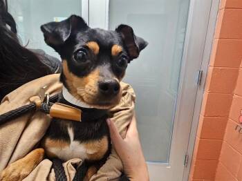 CIARA -  Chihuahua and Dachshund Dog for Adoption in Pueblo, Colorado - CIARA | PetCurious
