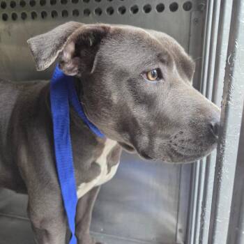 Mixed Breed Dogs Available for Adoption in Columbus, Georgia - 05/02/2026-Stray-ConverseCourt | PetCurious