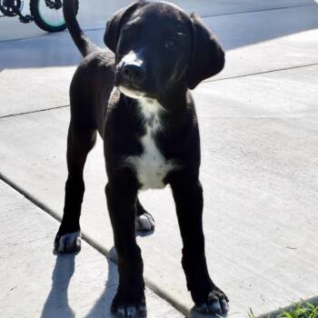 Stone -  Border Collie Dog for Adoption in West Richland, Washington - Stone | PetCurious