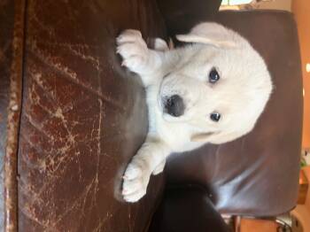 Great Pyrenees Dogs Available for Adoption in Quinlan, Texas - Bonnie ATX | PetCurious