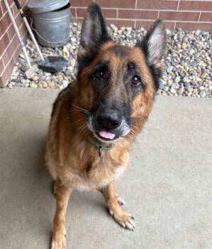 Chewie -  German Shepherd Dog Dog for Adoption in Sioux City, Iowa - Chewie | PetCurious