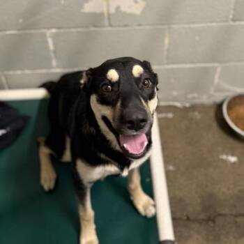 Mena -  German Shepherd Dog Dog for Adoption in Sacramento, California - Mena | PetCurious