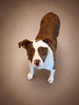 Molly -  Beagle and Australian Shepherd Dog Available for Adoption in Bowling Green, Kentucky - Molly | PetCurious