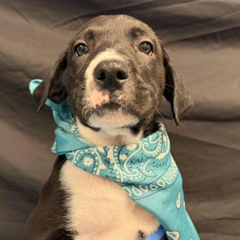 Pecan -  Mixed Breed Dog for Adoption in Canal Winchester, Ohio - Pecan | PetCurious