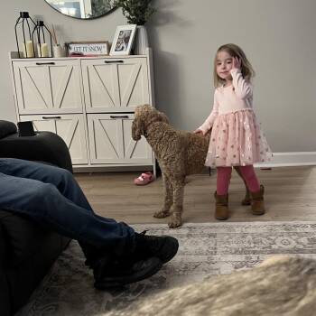 Poodle and Golden Retriever Dogs Available for Adoption - Goldie | PetCurious