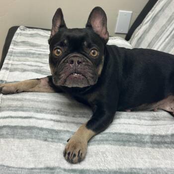 French Bulldog Dogs Available for Adoption in Goleta, California - Sugar | PetCurious
