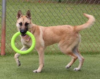 Mixed Breed Dogs Available for Adoption in Athens, Georgia - Recon | PetCurious
