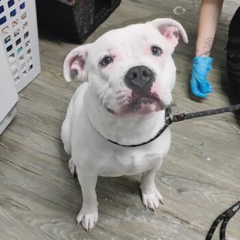 Mixed Breed Dogs Available for Adoption in Summerville, South Carolina - Creed | PetCurious