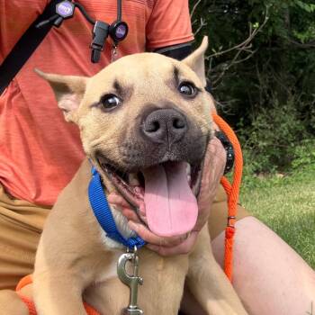 Emma -  Shepherd Dog for Adoption in Grand Rapids, Michigan - Emma | PetCurious