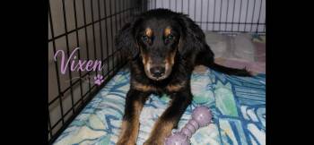 Vixen -  Border Collie and Shepherd Dog for Adoption in Aurora, Illinois - Vixen | PetCurious